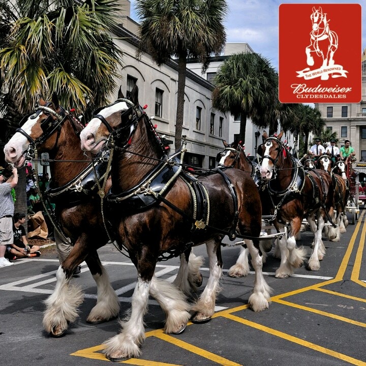 Budweiser Clydesdales on The Hot Collector